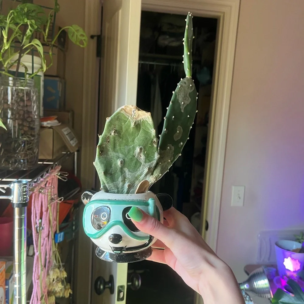 Cactus - Picture 4 of 4